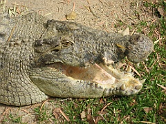 102 Port Douglas Wildlife Habitat